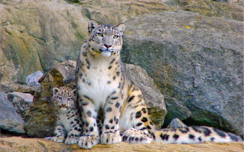 Tatarstan to host international conference on snow leopard protection