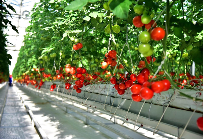  USAID объявляет конкурс для частных сельcкохозяйственных предприятий Туркменистана