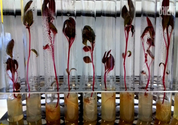 Medicinal plants - in the medical science of Turkmenistan