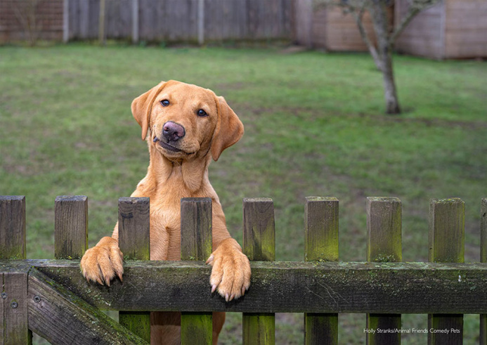 Забавные домашние питомцы на фото: конкурс Comedy Pet Photography Awards поддержит приюты