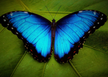 In China, they invented an alternative to air conditioners, inspired by butterflies