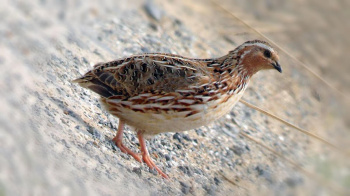 Quail: a delicacy or medicine?