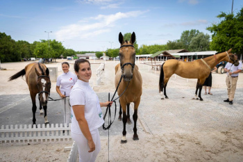 An equestrian show of Akhal-Teke horses was held in Hungary