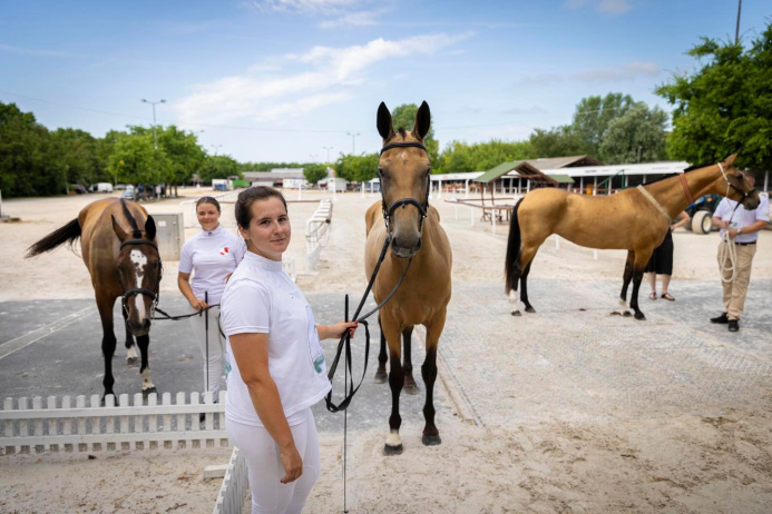  An equestrian show of Akhal-Teke horses was held in Hungary