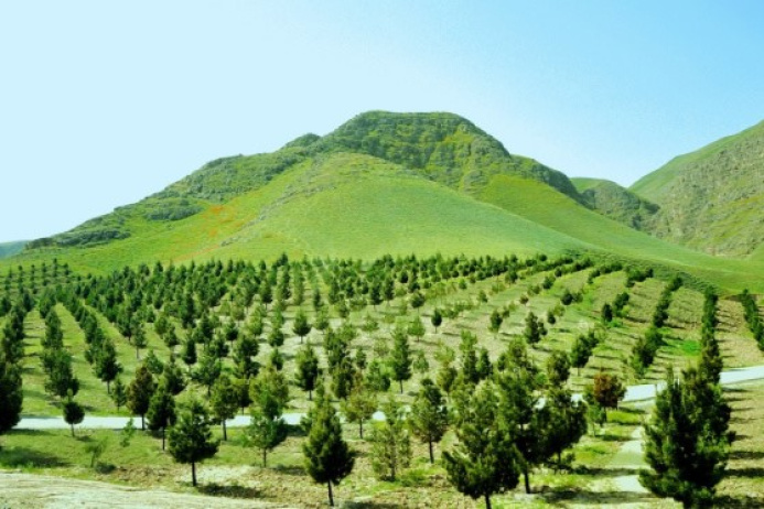  В 2024 году в Туркменистане высадят около 3 млн саженцев различных деревьев
