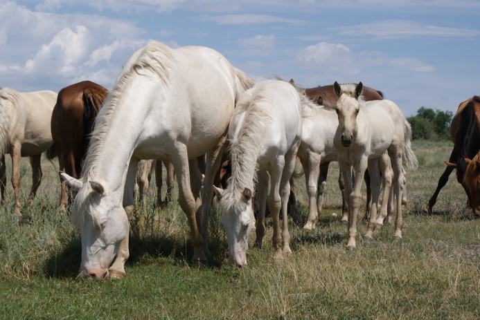  Белые лошади с голубыми глазами: казахстанский фермер вывел «мифическую» породу