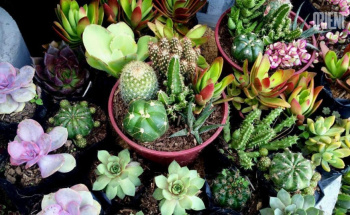 "Green positivity", or how indoor plants affect a person