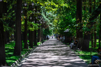 Trees in Bishkek will receive a "medical card" and will be entered in the digital register