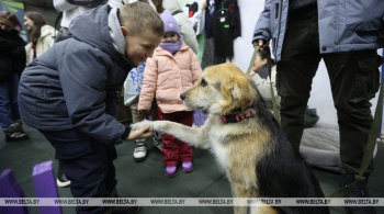 Фото: В Минске прошла акция по поиску хозяев для бездомных животных