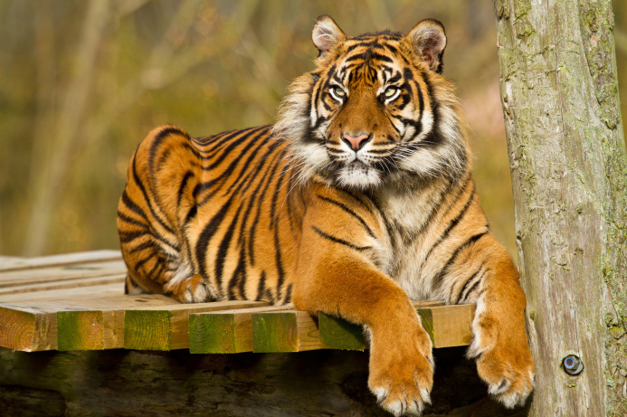  The genetic "tree" of tigers of continental Asia was compiled by a team of scientists