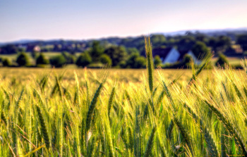 2020 - International Year of Plant Health